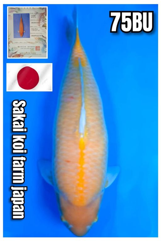 A. SAKAI JAPAN SUPER...