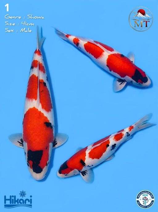 1. SHOWA 41cm [MALE]...