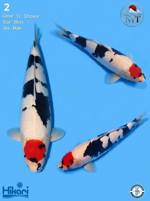 2. SHOWA 38cm [MALE]...