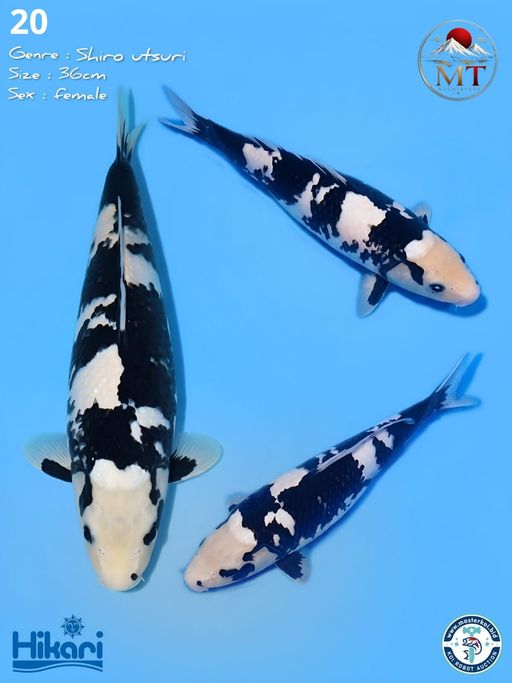 20. SHOWA 36cm [FEMA...