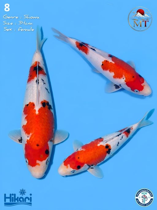 Lelang Koi Online, Jual Beli Ikan Koi, Pusat Jual Beli Koi, Info Lelang Koi Hari Ini, Platform Jual Beli Koi, Jual Beli Ikan Koi Online, Marketplace Ikan Koi, Jual Koi Terbaik, Tempat Beli Koi Berkualitas, Pasar Ikan Koi Online Terpercaya, Penjual Ikan Koi Terpercaya, Beli Koi Hias Online, Ikan Koi untuk Dijual, Koi Kualitas Terbaik, Toko Online Ikan Koi, Koi Hias Untuk Dijual, Jual Beli Ikan Koi Lokal, Koi Indonesia Online, Pusat Jual Beli Koi Terbesar