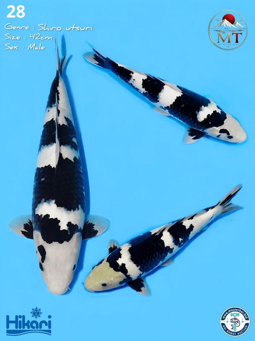 28. SHOWA 42cm [MALE...