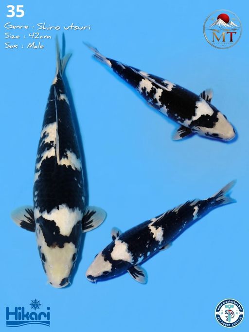 35. SHOWA 42cm [MALE...