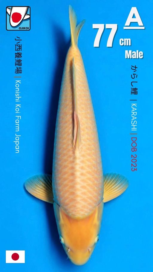 A. KARASHI BREED BY ...