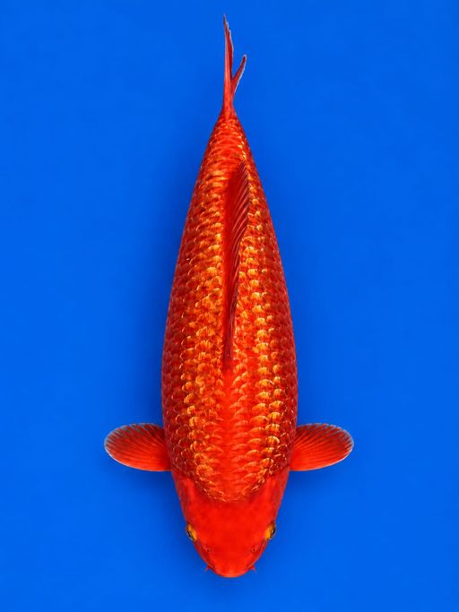 E. RED CARAMEL FULL ...