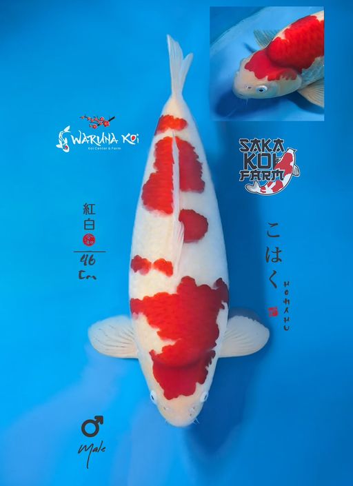 A. KOHAKU SAKA KOI J...