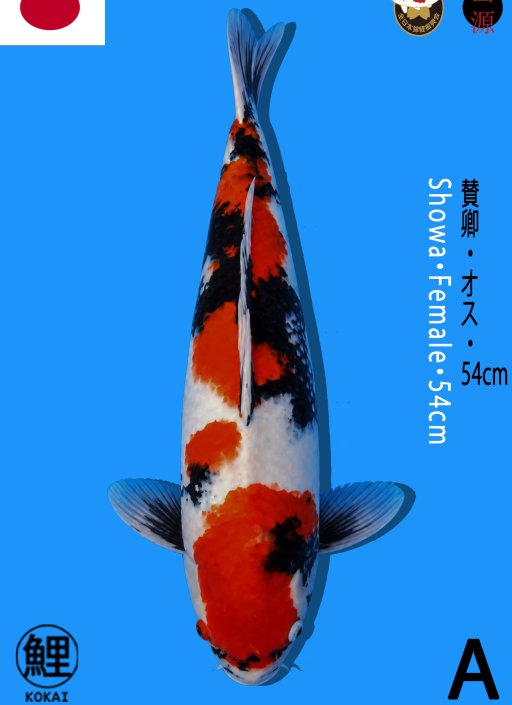 A. SHOWA 54cm [FEMAL...