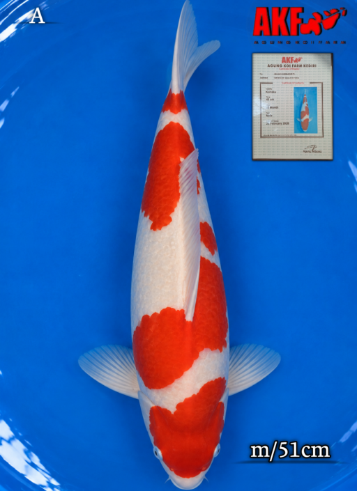 A. KOHAKU AKF WITH C...