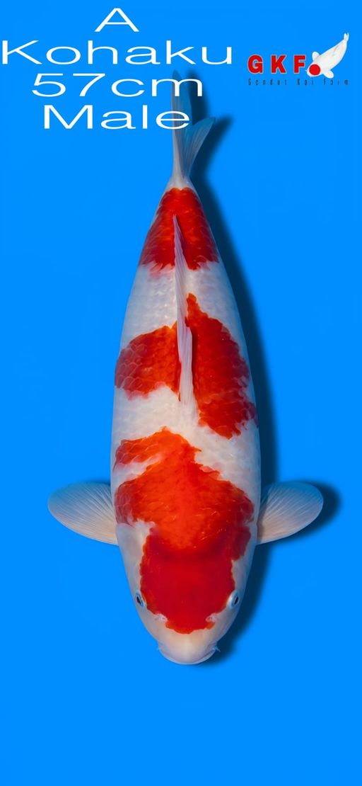 A. KOHAKU 57cm [MALE...