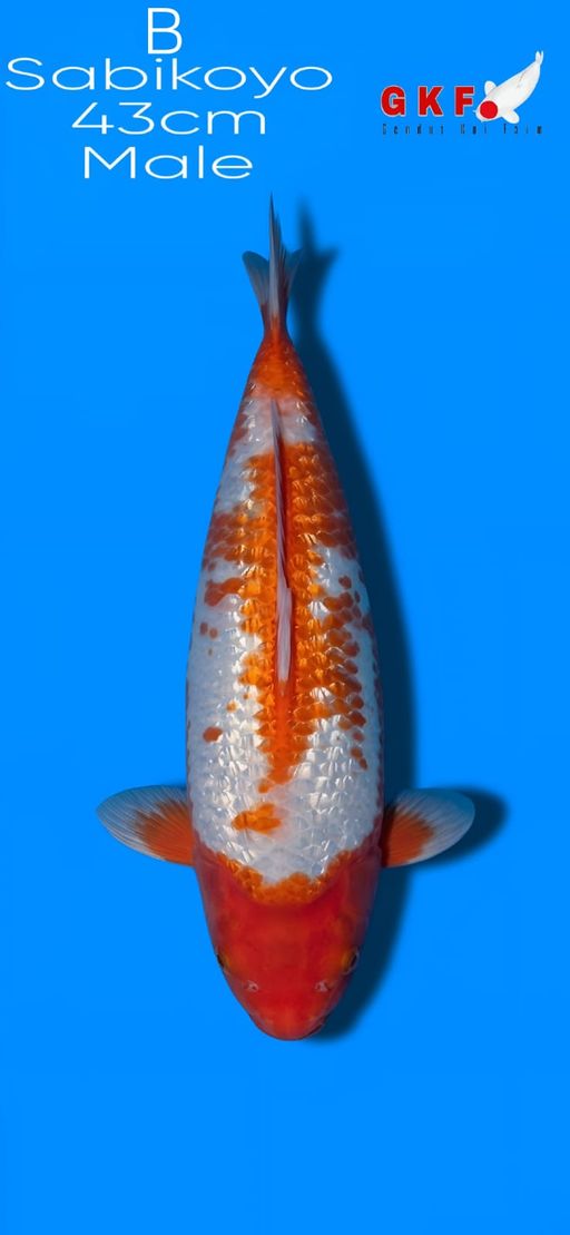 B. SABIKOYO 43cm [MA...