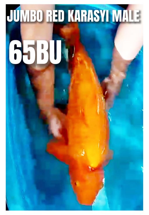 Q. JUMBO RED KARASYI...