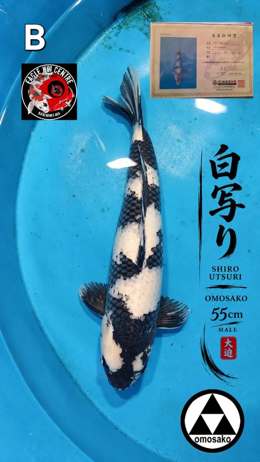 B. SHIRO UTSURI OMOS...