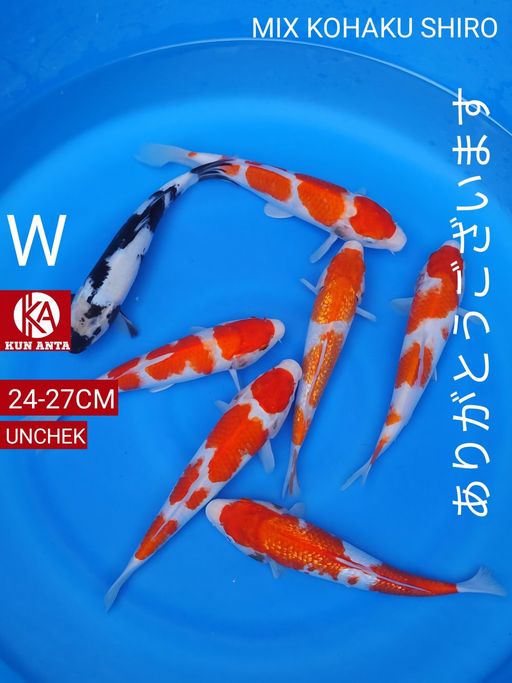 W. PAKET MIX KOHAKU ...