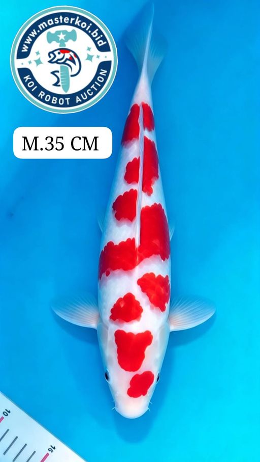 A. KOHAKU SAKURA IND...