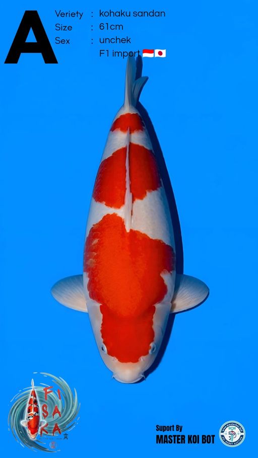 A. SANDAN KOHAKU 61c...