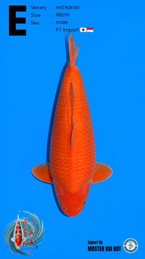 E. KAWARIMONO 46cm [...