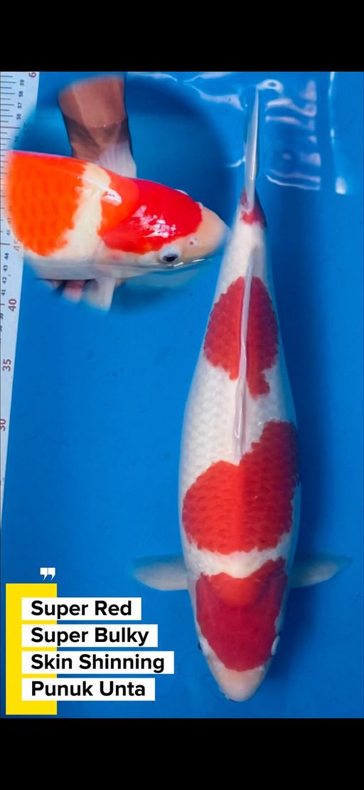 A. KOHAKU SUPERBULKY...
