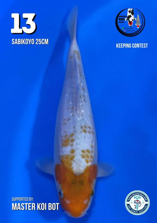 Lelang Koi Online, Jual Beli Ikan Koi, Pusat Jual Beli Koi, Info Lelang Koi Hari Ini, Platform Jual Beli Koi, Jual Beli Ikan Koi Online, Marketplace Ikan Koi, Jual Koi Terbaik, Tempat Beli Koi Berkualitas, Pasar Ikan Koi Online Terpercaya, Penjual Ikan Koi Terpercaya, Beli Koi Hias Online, Ikan Koi untuk Dijual, Koi Kualitas Terbaik, Toko Online Ikan Koi, Koi Hias Untuk Dijual, Jual Beli Ikan Koi Lokal, Koi Indonesia Online, Pusat Jual Beli Koi Terbesar