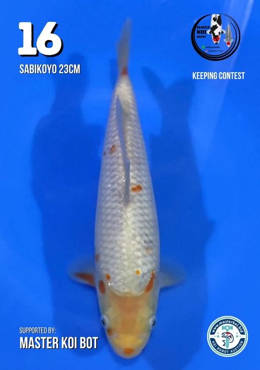 Lelang Koi Online, Jual Beli Ikan Koi, Pusat Jual Beli Koi, Info Lelang Koi Hari Ini, Platform Jual Beli Koi, Jual Beli Ikan Koi Online, Marketplace Ikan Koi, Jual Koi Terbaik, Tempat Beli Koi Berkualitas, Pasar Ikan Koi Online Terpercaya, Penjual Ikan Koi Terpercaya, Beli Koi Hias Online, Ikan Koi untuk Dijual, Koi Kualitas Terbaik, Toko Online Ikan Koi, Koi Hias Untuk Dijual, Jual Beli Ikan Koi Lokal, Koi Indonesia Online, Pusat Jual Beli Koi Terbesar