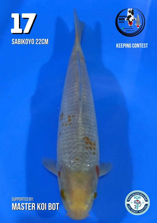 Lelang Koi Online, Jual Beli Ikan Koi, Pusat Jual Beli Koi, Info Lelang Koi Hari Ini, Platform Jual Beli Koi, Jual Beli Ikan Koi Online, Marketplace Ikan Koi, Jual Koi Terbaik, Tempat Beli Koi Berkualitas, Pasar Ikan Koi Online Terpercaya, Penjual Ikan Koi Terpercaya, Beli Koi Hias Online, Ikan Koi untuk Dijual, Koi Kualitas Terbaik, Toko Online Ikan Koi, Koi Hias Untuk Dijual, Jual Beli Ikan Koi Lokal, Koi Indonesia Online, Pusat Jual Beli Koi Terbesar