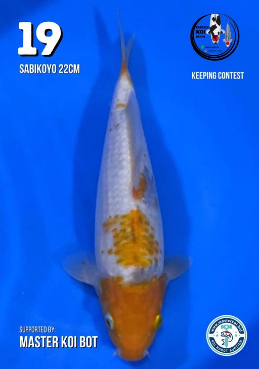 Lelang Koi Online, Jual Beli Ikan Koi, Pusat Jual Beli Koi, Info Lelang Koi Hari Ini, Platform Jual Beli Koi, Jual Beli Ikan Koi Online, Marketplace Ikan Koi, Jual Koi Terbaik, Tempat Beli Koi Berkualitas, Pasar Ikan Koi Online Terpercaya, Penjual Ikan Koi Terpercaya, Beli Koi Hias Online, Ikan Koi untuk Dijual, Koi Kualitas Terbaik, Toko Online Ikan Koi, Koi Hias Untuk Dijual, Jual Beli Ikan Koi Lokal, Koi Indonesia Online, Pusat Jual Beli Koi Terbesar