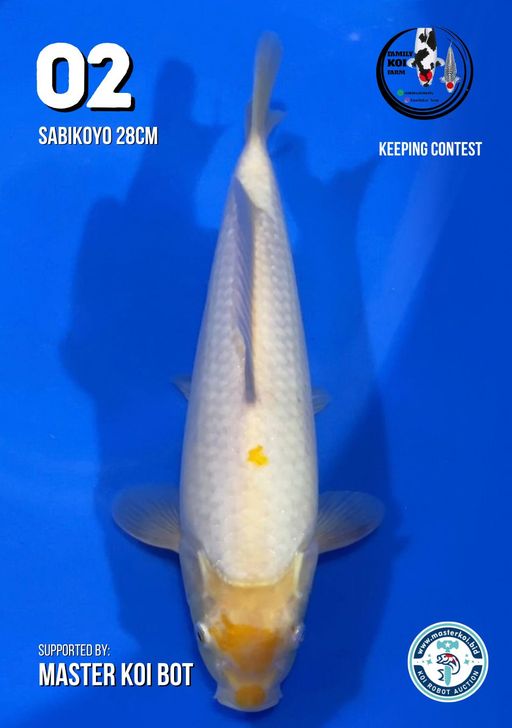 Lelang Koi Online, Jual Beli Ikan Koi, Pusat Jual Beli Koi, Info Lelang Koi Hari Ini, Platform Jual Beli Koi, Jual Beli Ikan Koi Online, Marketplace Ikan Koi, Jual Koi Terbaik, Tempat Beli Koi Berkualitas, Pasar Ikan Koi Online Terpercaya, Penjual Ikan Koi Terpercaya, Beli Koi Hias Online, Ikan Koi untuk Dijual, Koi Kualitas Terbaik, Toko Online Ikan Koi, Koi Hias Untuk Dijual, Jual Beli Ikan Koi Lokal, Koi Indonesia Online, Pusat Jual Beli Koi Terbesar