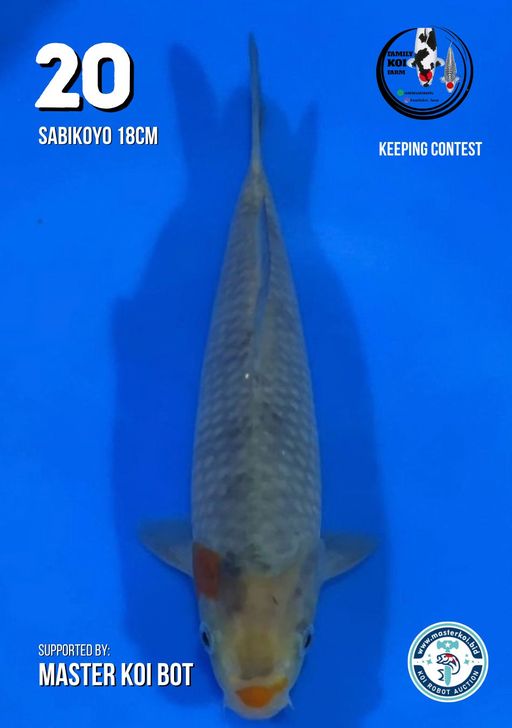 Lelang Koi Online, Jual Beli Ikan Koi, Pusat Jual Beli Koi, Info Lelang Koi Hari Ini, Platform Jual Beli Koi, Jual Beli Ikan Koi Online, Marketplace Ikan Koi, Jual Koi Terbaik, Tempat Beli Koi Berkualitas, Pasar Ikan Koi Online Terpercaya, Penjual Ikan Koi Terpercaya, Beli Koi Hias Online, Ikan Koi untuk Dijual, Koi Kualitas Terbaik, Toko Online Ikan Koi, Koi Hias Untuk Dijual, Jual Beli Ikan Koi Lokal, Koi Indonesia Online, Pusat Jual Beli Koi Terbesar
