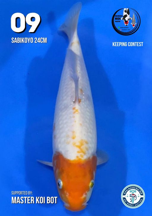 Lelang Koi Online, Jual Beli Ikan Koi, Pusat Jual Beli Koi, Info Lelang Koi Hari Ini, Platform Jual Beli Koi, Jual Beli Ikan Koi Online, Marketplace Ikan Koi, Jual Koi Terbaik, Tempat Beli Koi Berkualitas, Pasar Ikan Koi Online Terpercaya, Penjual Ikan Koi Terpercaya, Beli Koi Hias Online, Ikan Koi untuk Dijual, Koi Kualitas Terbaik, Toko Online Ikan Koi, Koi Hias Untuk Dijual, Jual Beli Ikan Koi Lokal, Koi Indonesia Online, Pusat Jual Beli Koi Terbesar
