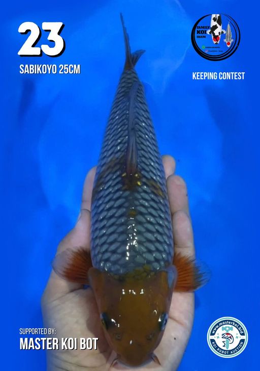 Lelang Koi Online, Jual Beli Ikan Koi, Pusat Jual Beli Koi, Info Lelang Koi Hari Ini, Platform Jual Beli Koi, Jual Beli Ikan Koi Online, Marketplace Ikan Koi, Jual Koi Terbaik, Tempat Beli Koi Berkualitas, Pasar Ikan Koi Online Terpercaya, Penjual Ikan Koi Terpercaya, Beli Koi Hias Online, Ikan Koi untuk Dijual, Koi Kualitas Terbaik, Toko Online Ikan Koi, Koi Hias Untuk Dijual, Jual Beli Ikan Koi Lokal, Koi Indonesia Online, Pusat Jual Beli Koi Terbesar