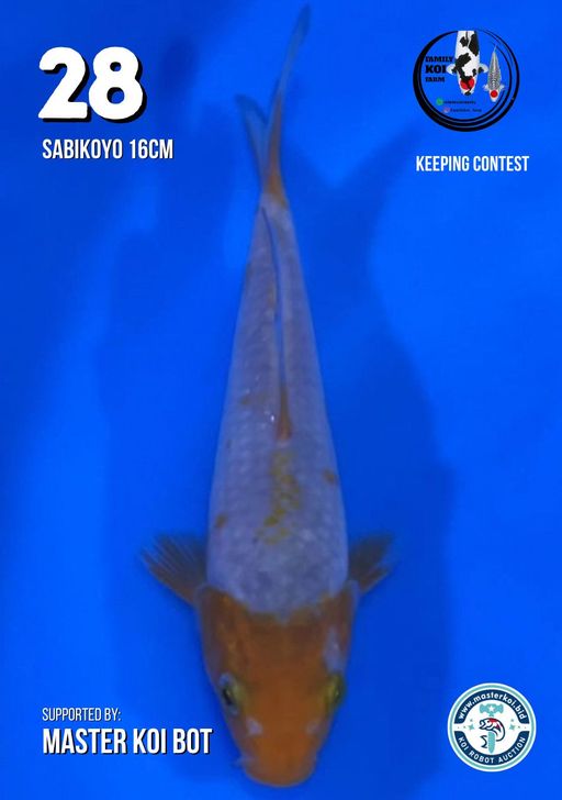 Lelang Koi Online, Jual Beli Ikan Koi, Pusat Jual Beli Koi, Info Lelang Koi Hari Ini, Platform Jual Beli Koi, Jual Beli Ikan Koi Online, Marketplace Ikan Koi, Jual Koi Terbaik, Tempat Beli Koi Berkualitas, Pasar Ikan Koi Online Terpercaya, Penjual Ikan Koi Terpercaya, Beli Koi Hias Online, Ikan Koi untuk Dijual, Koi Kualitas Terbaik, Toko Online Ikan Koi, Koi Hias Untuk Dijual, Jual Beli Ikan Koi Lokal, Koi Indonesia Online, Pusat Jual Beli Koi Terbesar