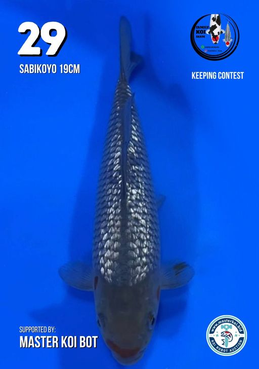 Lelang Koi Online, Jual Beli Ikan Koi, Pusat Jual Beli Koi, Info Lelang Koi Hari Ini, Platform Jual Beli Koi, Jual Beli Ikan Koi Online, Marketplace Ikan Koi, Jual Koi Terbaik, Tempat Beli Koi Berkualitas, Pasar Ikan Koi Online Terpercaya, Penjual Ikan Koi Terpercaya, Beli Koi Hias Online, Ikan Koi untuk Dijual, Koi Kualitas Terbaik, Toko Online Ikan Koi, Koi Hias Untuk Dijual, Jual Beli Ikan Koi Lokal, Koi Indonesia Online, Pusat Jual Beli Koi Terbesar