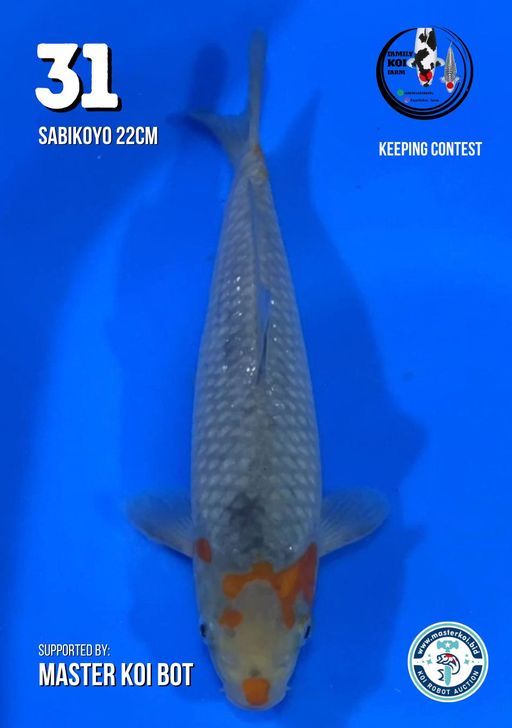 Lelang Koi Online, Jual Beli Ikan Koi, Pusat Jual Beli Koi, Info Lelang Koi Hari Ini, Platform Jual Beli Koi, Jual Beli Ikan Koi Online, Marketplace Ikan Koi, Jual Koi Terbaik, Tempat Beli Koi Berkualitas, Pasar Ikan Koi Online Terpercaya, Penjual Ikan Koi Terpercaya, Beli Koi Hias Online, Ikan Koi untuk Dijual, Koi Kualitas Terbaik, Toko Online Ikan Koi, Koi Hias Untuk Dijual, Jual Beli Ikan Koi Lokal, Koi Indonesia Online, Pusat Jual Beli Koi Terbesar