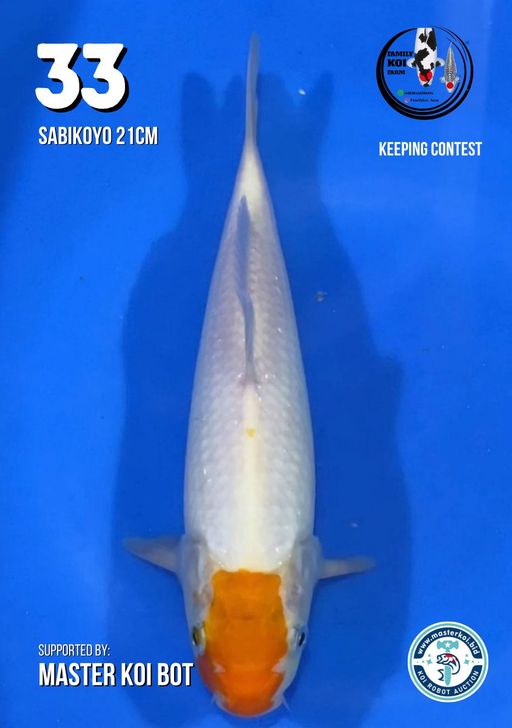 Lelang Koi Online, Jual Beli Ikan Koi, Pusat Jual Beli Koi, Info Lelang Koi Hari Ini, Platform Jual Beli Koi, Jual Beli Ikan Koi Online, Marketplace Ikan Koi, Jual Koi Terbaik, Tempat Beli Koi Berkualitas, Pasar Ikan Koi Online Terpercaya, Penjual Ikan Koi Terpercaya, Beli Koi Hias Online, Ikan Koi untuk Dijual, Koi Kualitas Terbaik, Toko Online Ikan Koi, Koi Hias Untuk Dijual, Jual Beli Ikan Koi Lokal, Koi Indonesia Online, Pusat Jual Beli Koi Terbesar