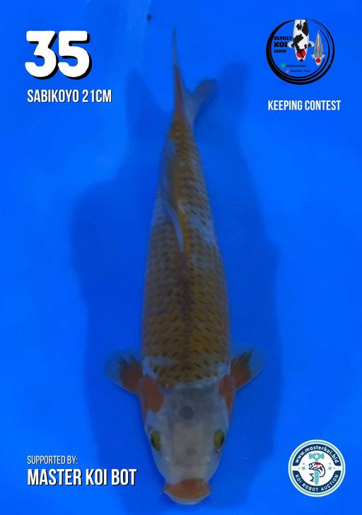 Lelang Koi Online, Jual Beli Ikan Koi, Pusat Jual Beli Koi, Info Lelang Koi Hari Ini, Platform Jual Beli Koi, Jual Beli Ikan Koi Online, Marketplace Ikan Koi, Jual Koi Terbaik, Tempat Beli Koi Berkualitas, Pasar Ikan Koi Online Terpercaya, Penjual Ikan Koi Terpercaya, Beli Koi Hias Online, Ikan Koi untuk Dijual, Koi Kualitas Terbaik, Toko Online Ikan Koi, Koi Hias Untuk Dijual, Jual Beli Ikan Koi Lokal, Koi Indonesia Online, Pusat Jual Beli Koi Terbesar