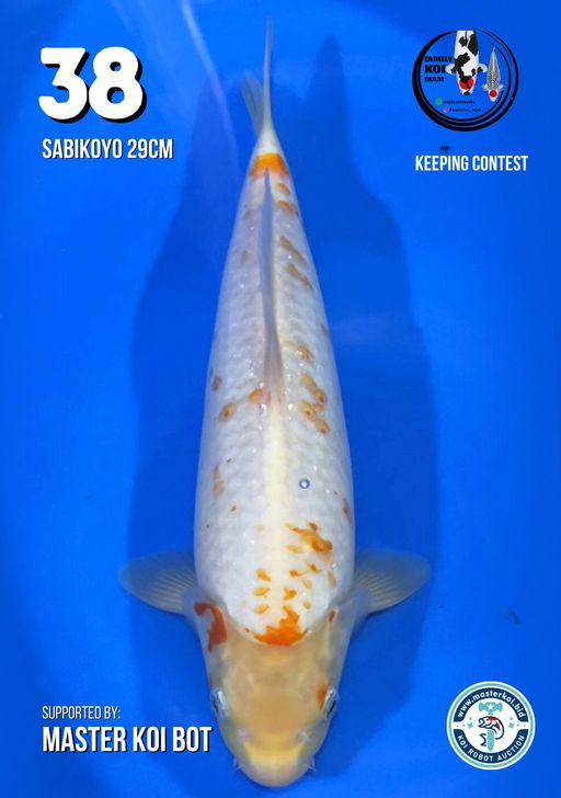 Lelang Koi Online, Jual Beli Ikan Koi, Pusat Jual Beli Koi, Info Lelang Koi Hari Ini, Platform Jual Beli Koi, Jual Beli Ikan Koi Online, Marketplace Ikan Koi, Jual Koi Terbaik, Tempat Beli Koi Berkualitas, Pasar Ikan Koi Online Terpercaya, Penjual Ikan Koi Terpercaya, Beli Koi Hias Online, Ikan Koi untuk Dijual, Koi Kualitas Terbaik, Toko Online Ikan Koi, Koi Hias Untuk Dijual, Jual Beli Ikan Koi Lokal, Koi Indonesia Online, Pusat Jual Beli Koi Terbesar