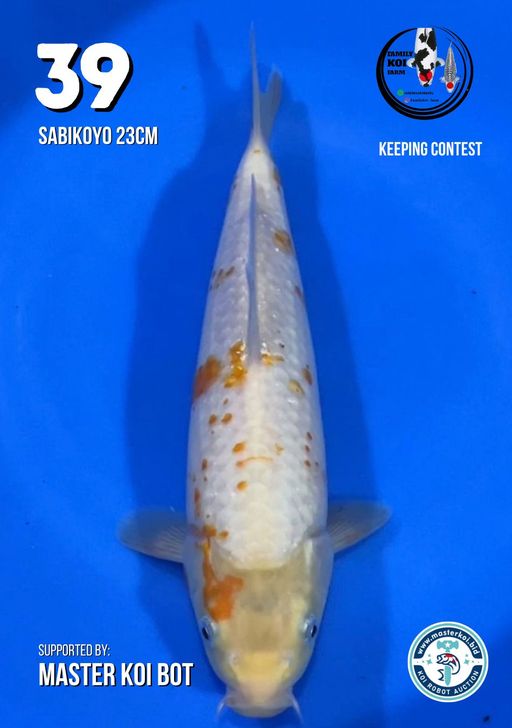 Lelang Koi Online, Jual Beli Ikan Koi, Pusat Jual Beli Koi, Info Lelang Koi Hari Ini, Platform Jual Beli Koi, Jual Beli Ikan Koi Online, Marketplace Ikan Koi, Jual Koi Terbaik, Tempat Beli Koi Berkualitas, Pasar Ikan Koi Online Terpercaya, Penjual Ikan Koi Terpercaya, Beli Koi Hias Online, Ikan Koi untuk Dijual, Koi Kualitas Terbaik, Toko Online Ikan Koi, Koi Hias Untuk Dijual, Jual Beli Ikan Koi Lokal, Koi Indonesia Online, Pusat Jual Beli Koi Terbesar