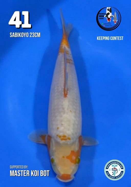 Lelang Koi Online, Jual Beli Ikan Koi, Pusat Jual Beli Koi, Info Lelang Koi Hari Ini, Platform Jual Beli Koi, Jual Beli Ikan Koi Online, Marketplace Ikan Koi, Jual Koi Terbaik, Tempat Beli Koi Berkualitas, Pasar Ikan Koi Online Terpercaya, Penjual Ikan Koi Terpercaya, Beli Koi Hias Online, Ikan Koi untuk Dijual, Koi Kualitas Terbaik, Toko Online Ikan Koi, Koi Hias Untuk Dijual, Jual Beli Ikan Koi Lokal, Koi Indonesia Online, Pusat Jual Beli Koi Terbesar