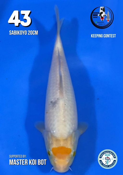 Lelang Koi Online, Jual Beli Ikan Koi, Pusat Jual Beli Koi, Info Lelang Koi Hari Ini, Platform Jual Beli Koi, Jual Beli Ikan Koi Online, Marketplace Ikan Koi, Jual Koi Terbaik, Tempat Beli Koi Berkualitas, Pasar Ikan Koi Online Terpercaya, Penjual Ikan Koi Terpercaya, Beli Koi Hias Online, Ikan Koi untuk Dijual, Koi Kualitas Terbaik, Toko Online Ikan Koi, Koi Hias Untuk Dijual, Jual Beli Ikan Koi Lokal, Koi Indonesia Online, Pusat Jual Beli Koi Terbesar