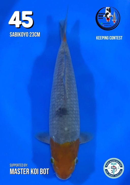 Lelang Koi Online, Jual Beli Ikan Koi, Pusat Jual Beli Koi, Info Lelang Koi Hari Ini, Platform Jual Beli Koi, Jual Beli Ikan Koi Online, Marketplace Ikan Koi, Jual Koi Terbaik, Tempat Beli Koi Berkualitas, Pasar Ikan Koi Online Terpercaya, Penjual Ikan Koi Terpercaya, Beli Koi Hias Online, Ikan Koi untuk Dijual, Koi Kualitas Terbaik, Toko Online Ikan Koi, Koi Hias Untuk Dijual, Jual Beli Ikan Koi Lokal, Koi Indonesia Online, Pusat Jual Beli Koi Terbesar