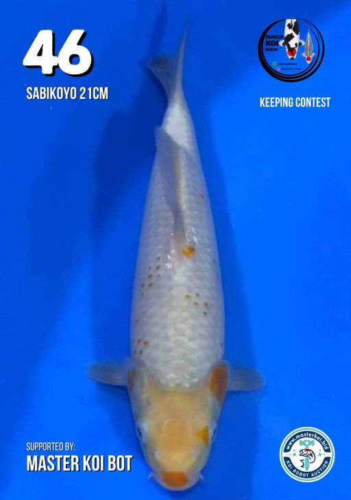 Lelang Koi Online, Jual Beli Ikan Koi, Pusat Jual Beli Koi, Info Lelang Koi Hari Ini, Platform Jual Beli Koi, Jual Beli Ikan Koi Online, Marketplace Ikan Koi, Jual Koi Terbaik, Tempat Beli Koi Berkualitas, Pasar Ikan Koi Online Terpercaya, Penjual Ikan Koi Terpercaya, Beli Koi Hias Online, Ikan Koi untuk Dijual, Koi Kualitas Terbaik, Toko Online Ikan Koi, Koi Hias Untuk Dijual, Jual Beli Ikan Koi Lokal, Koi Indonesia Online, Pusat Jual Beli Koi Terbesar