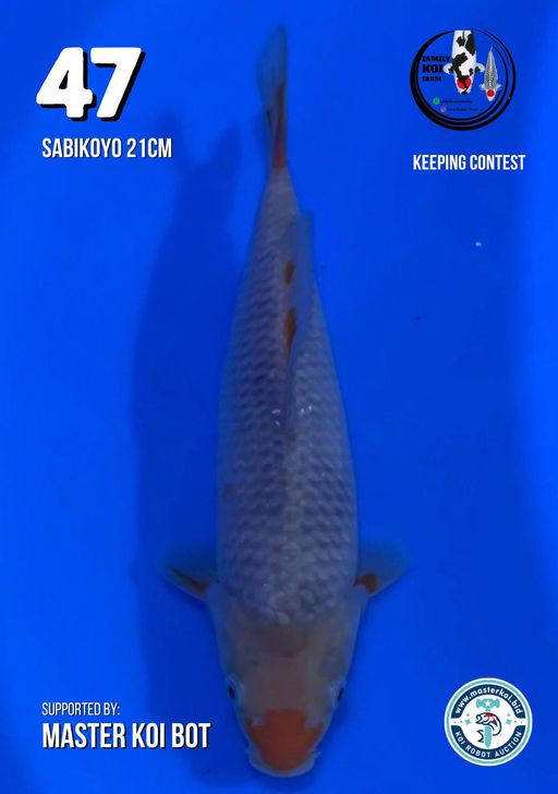 Lelang Koi Online, Jual Beli Ikan Koi, Pusat Jual Beli Koi, Info Lelang Koi Hari Ini, Platform Jual Beli Koi, Jual Beli Ikan Koi Online, Marketplace Ikan Koi, Jual Koi Terbaik, Tempat Beli Koi Berkualitas, Pasar Ikan Koi Online Terpercaya, Penjual Ikan Koi Terpercaya, Beli Koi Hias Online, Ikan Koi untuk Dijual, Koi Kualitas Terbaik, Toko Online Ikan Koi, Koi Hias Untuk Dijual, Jual Beli Ikan Koi Lokal, Koi Indonesia Online, Pusat Jual Beli Koi Terbesar