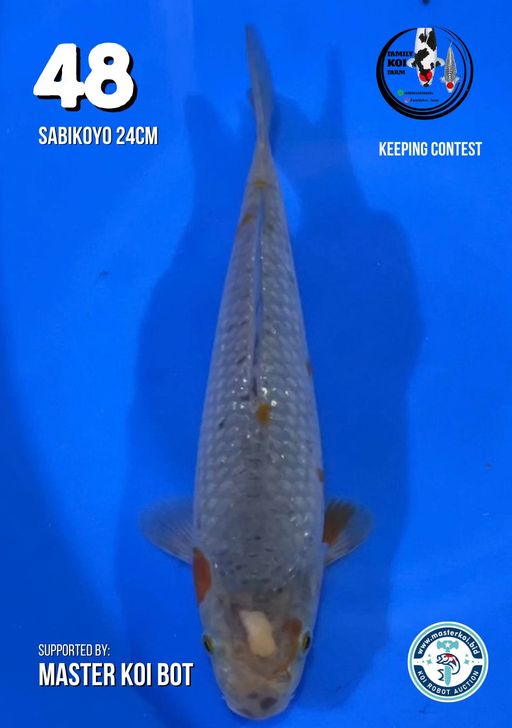 Lelang Koi Online, Jual Beli Ikan Koi, Pusat Jual Beli Koi, Info Lelang Koi Hari Ini, Platform Jual Beli Koi, Jual Beli Ikan Koi Online, Marketplace Ikan Koi, Jual Koi Terbaik, Tempat Beli Koi Berkualitas, Pasar Ikan Koi Online Terpercaya, Penjual Ikan Koi Terpercaya, Beli Koi Hias Online, Ikan Koi untuk Dijual, Koi Kualitas Terbaik, Toko Online Ikan Koi, Koi Hias Untuk Dijual, Jual Beli Ikan Koi Lokal, Koi Indonesia Online, Pusat Jual Beli Koi Terbesar
