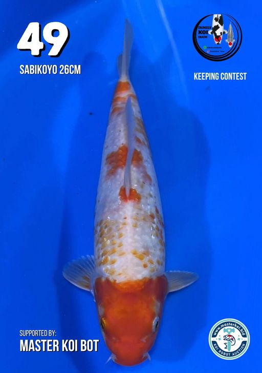 Lelang Koi Online, Jual Beli Ikan Koi, Pusat Jual Beli Koi, Info Lelang Koi Hari Ini, Platform Jual Beli Koi, Jual Beli Ikan Koi Online, Marketplace Ikan Koi, Jual Koi Terbaik, Tempat Beli Koi Berkualitas, Pasar Ikan Koi Online Terpercaya, Penjual Ikan Koi Terpercaya, Beli Koi Hias Online, Ikan Koi untuk Dijual, Koi Kualitas Terbaik, Toko Online Ikan Koi, Koi Hias Untuk Dijual, Jual Beli Ikan Koi Lokal, Koi Indonesia Online, Pusat Jual Beli Koi Terbesar