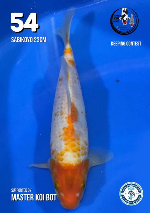 Lelang Koi Online, Jual Beli Ikan Koi, Pusat Jual Beli Koi, Info Lelang Koi Hari Ini, Platform Jual Beli Koi, Jual Beli Ikan Koi Online, Marketplace Ikan Koi, Jual Koi Terbaik, Tempat Beli Koi Berkualitas, Pasar Ikan Koi Online Terpercaya, Penjual Ikan Koi Terpercaya, Beli Koi Hias Online, Ikan Koi untuk Dijual, Koi Kualitas Terbaik, Toko Online Ikan Koi, Koi Hias Untuk Dijual, Jual Beli Ikan Koi Lokal, Koi Indonesia Online, Pusat Jual Beli Koi Terbesar