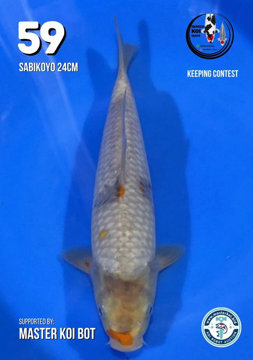 Lelang Koi Online, Jual Beli Ikan Koi, Pusat Jual Beli Koi, Info Lelang Koi Hari Ini, Platform Jual Beli Koi, Jual Beli Ikan Koi Online, Marketplace Ikan Koi, Jual Koi Terbaik, Tempat Beli Koi Berkualitas, Pasar Ikan Koi Online Terpercaya, Penjual Ikan Koi Terpercaya, Beli Koi Hias Online, Ikan Koi untuk Dijual, Koi Kualitas Terbaik, Toko Online Ikan Koi, Koi Hias Untuk Dijual, Jual Beli Ikan Koi Lokal, Koi Indonesia Online, Pusat Jual Beli Koi Terbesar