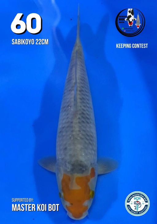 Lelang Koi Online, Jual Beli Ikan Koi, Pusat Jual Beli Koi, Info Lelang Koi Hari Ini, Platform Jual Beli Koi, Jual Beli Ikan Koi Online, Marketplace Ikan Koi, Jual Koi Terbaik, Tempat Beli Koi Berkualitas, Pasar Ikan Koi Online Terpercaya, Penjual Ikan Koi Terpercaya, Beli Koi Hias Online, Ikan Koi untuk Dijual, Koi Kualitas Terbaik, Toko Online Ikan Koi, Koi Hias Untuk Dijual, Jual Beli Ikan Koi Lokal, Koi Indonesia Online, Pusat Jual Beli Koi Terbesar
