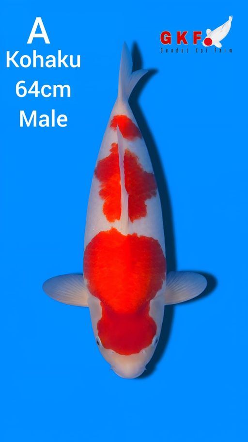 A. KOHAKU 64cm [MALE...