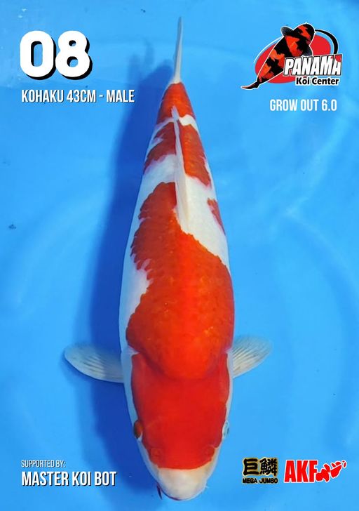 Lelang Koi Online, Jual Beli Ikan Koi, Pusat Jual Beli Koi, Info Lelang Koi Hari Ini, Platform Jual Beli Koi, Jual Beli Ikan Koi Online, Marketplace Ikan Koi, Jual Koi Terbaik, Tempat Beli Koi Berkualitas, Pasar Ikan Koi Online Terpercaya, Penjual Ikan Koi Terpercaya, Beli Koi Hias Online, Ikan Koi untuk Dijual, Koi Kualitas Terbaik, Toko Online Ikan Koi, Koi Hias Untuk Dijual, Jual Beli Ikan Koi Lokal, Koi Indonesia Online, Pusat Jual Beli Koi Terbesar
