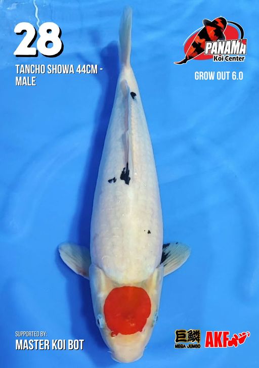 Lelang Koi Online, Jual Beli Ikan Koi, Pusat Jual Beli Koi, Info Lelang Koi Hari Ini, Platform Jual Beli Koi, Jual Beli Ikan Koi Online, Marketplace Ikan Koi, Jual Koi Terbaik, Tempat Beli Koi Berkualitas, Pasar Ikan Koi Online Terpercaya, Penjual Ikan Koi Terpercaya, Beli Koi Hias Online, Ikan Koi untuk Dijual, Koi Kualitas Terbaik, Toko Online Ikan Koi, Koi Hias Untuk Dijual, Jual Beli Ikan Koi Lokal, Koi Indonesia Online, Pusat Jual Beli Koi Terbesar