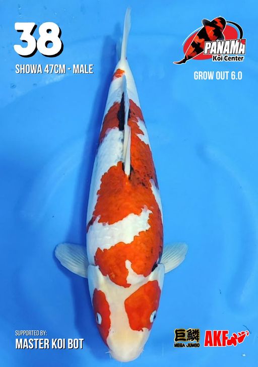 Lelang Koi Online, Jual Beli Ikan Koi, Pusat Jual Beli Koi, Info Lelang Koi Hari Ini, Platform Jual Beli Koi, Jual Beli Ikan Koi Online, Marketplace Ikan Koi, Jual Koi Terbaik, Tempat Beli Koi Berkualitas, Pasar Ikan Koi Online Terpercaya, Penjual Ikan Koi Terpercaya, Beli Koi Hias Online, Ikan Koi untuk Dijual, Koi Kualitas Terbaik, Toko Online Ikan Koi, Koi Hias Untuk Dijual, Jual Beli Ikan Koi Lokal, Koi Indonesia Online, Pusat Jual Beli Koi Terbesar